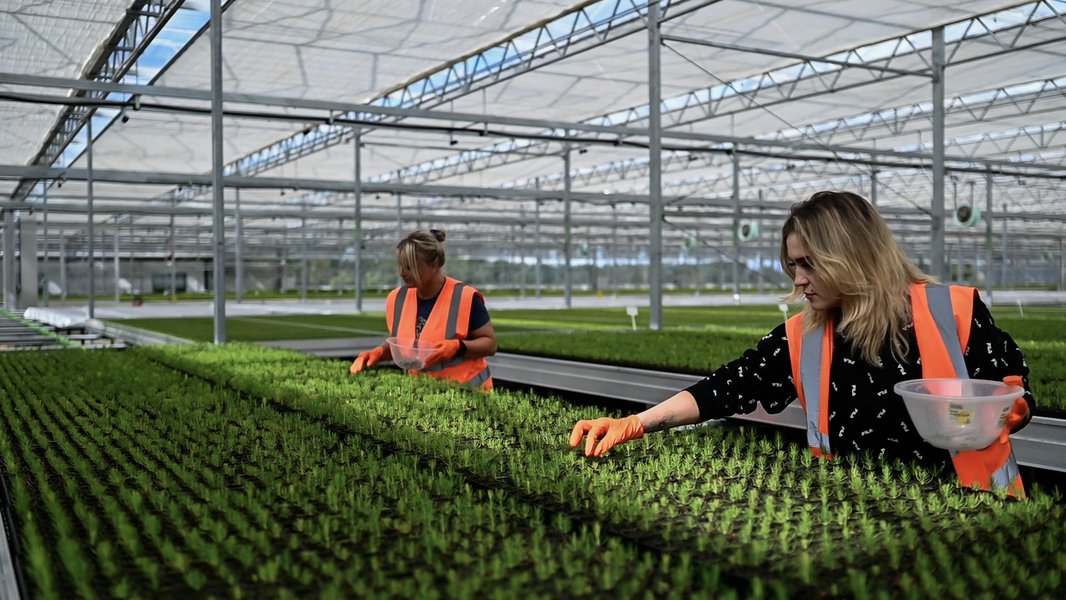 Two people planting trees in side the Newton Nursery greenhouse facility